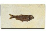 Detailed Fossil Fish (Knightia) - Wyoming #370858-1